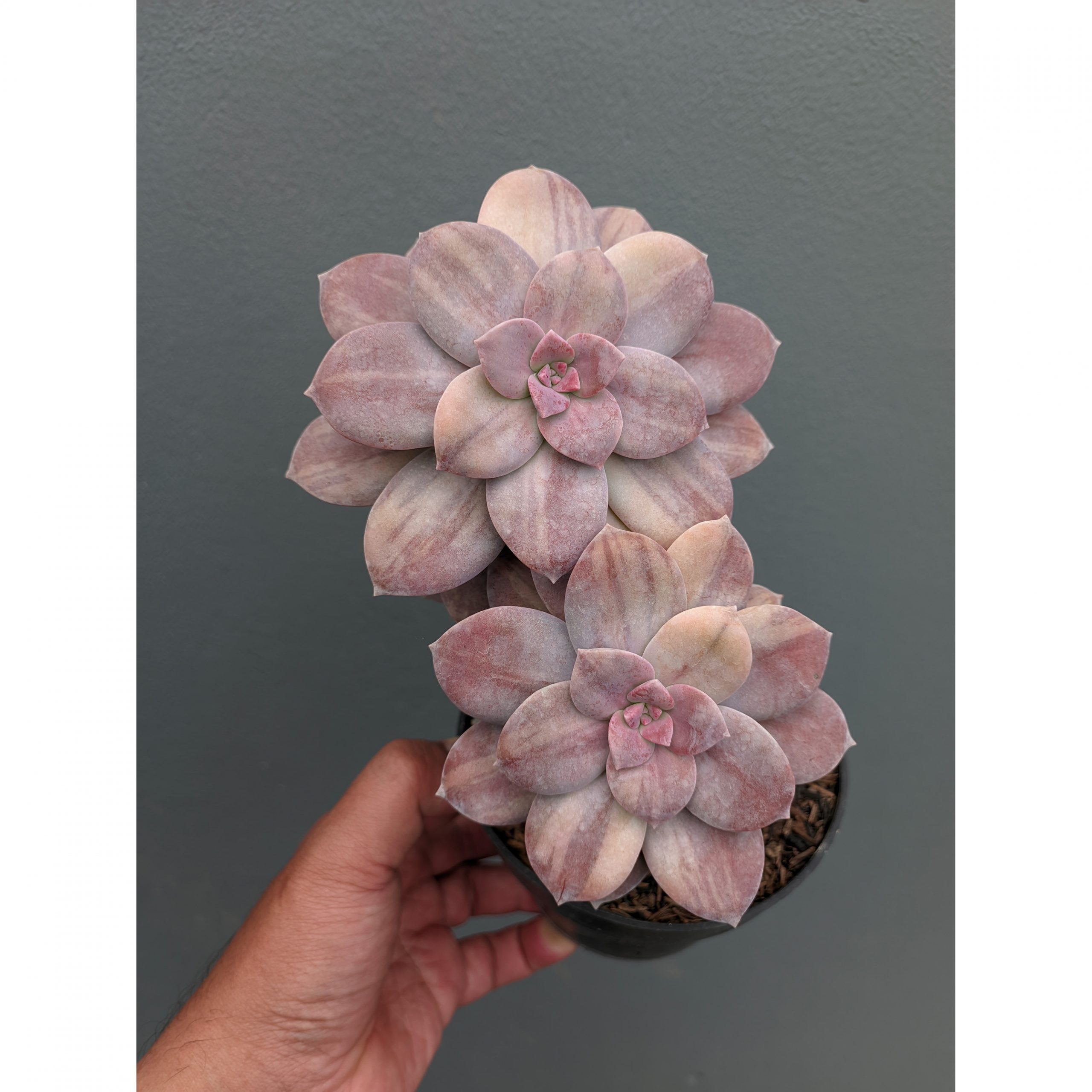 058. Graptopetalum Pentandrum Superbum Variegated