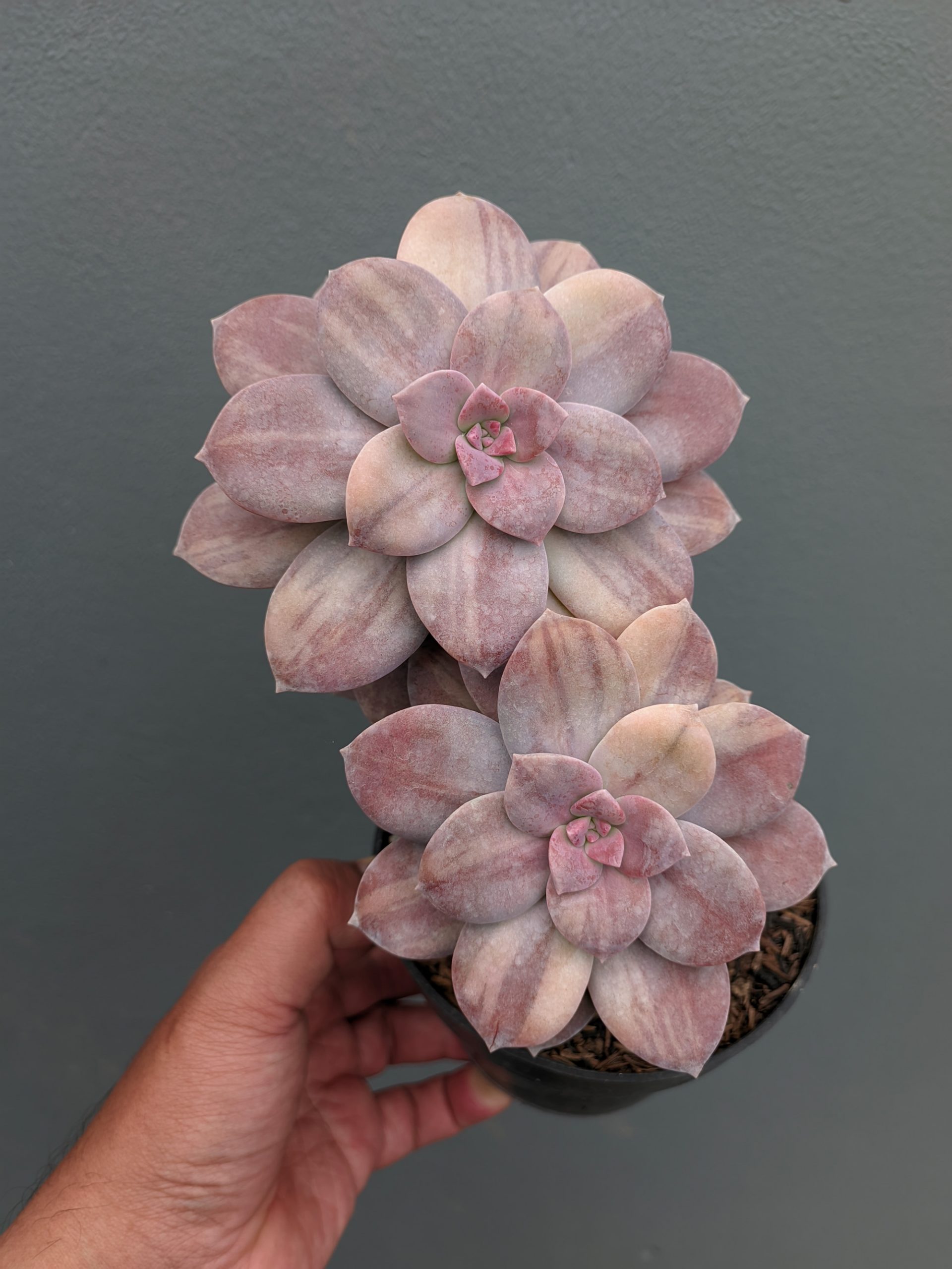 058. Graptopetalum Pentandrum Superbum Variegated - Image 9