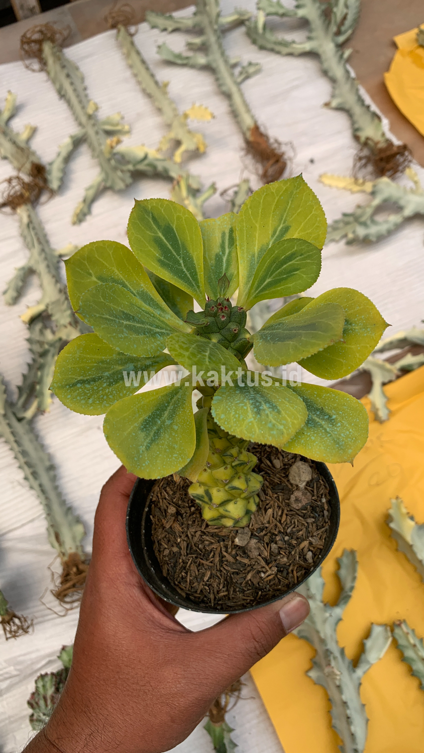 061. Monadenium Ritchiei Variegated - Image 29