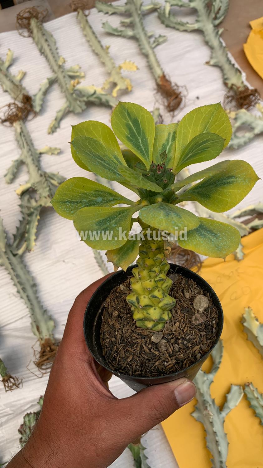 061. Monadenium Ritchiei Variegated - Image 30