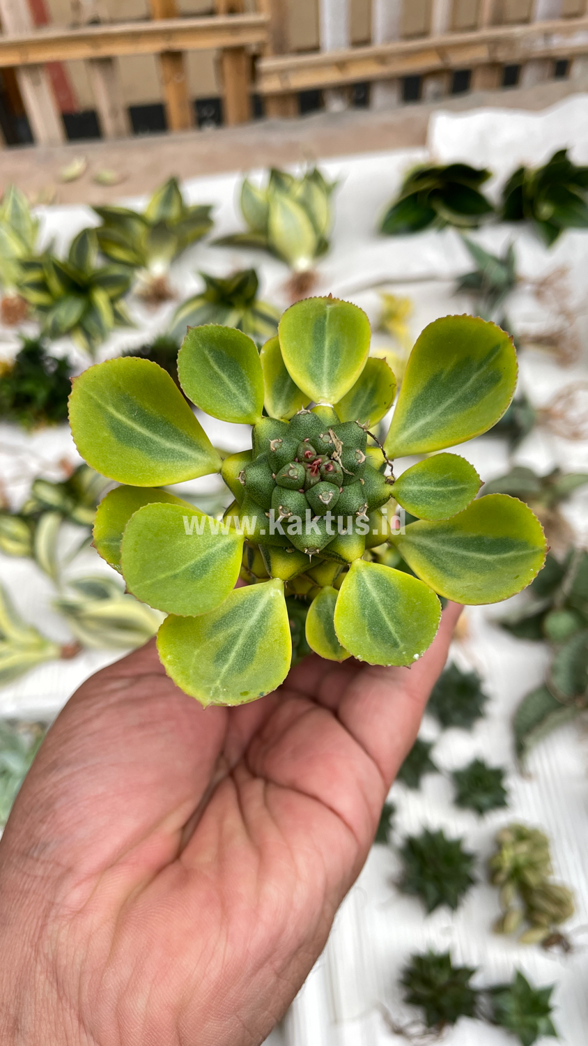 061. Monadenium Ritchiei Variegated - Image 27