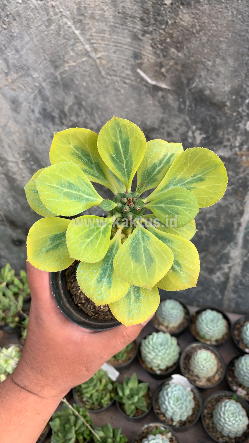 061. Monadenium Ritchiei Variegated - Image 8