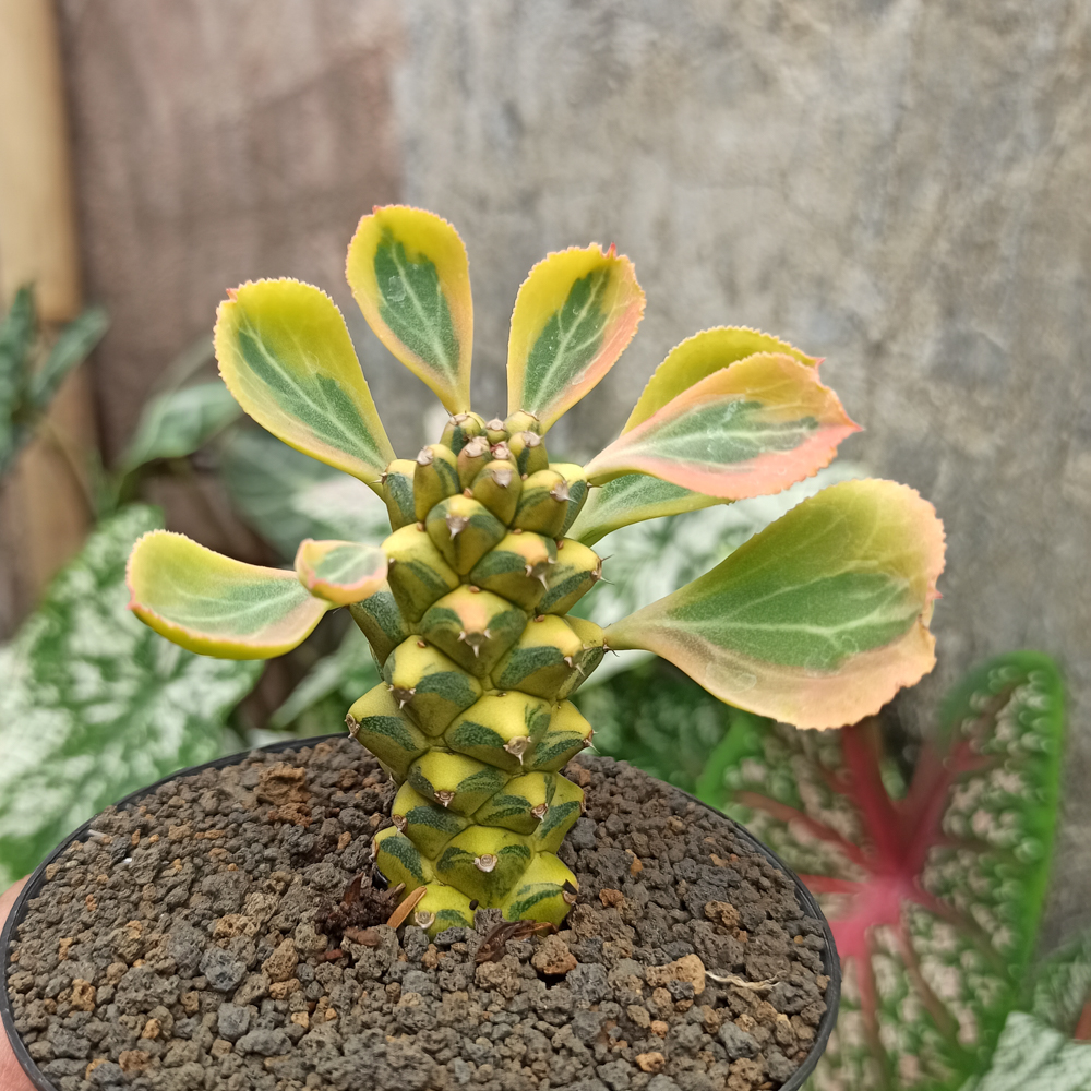 061. Monadenium Ritchiei Variegated - Image 18