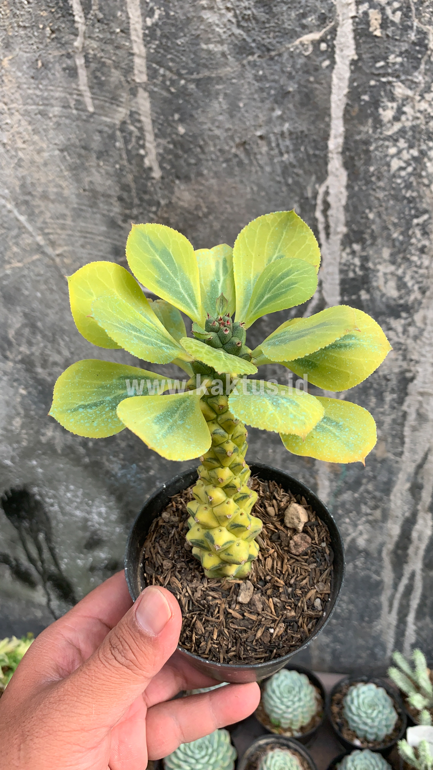 061. Monadenium Ritchiei Variegated - Image 7