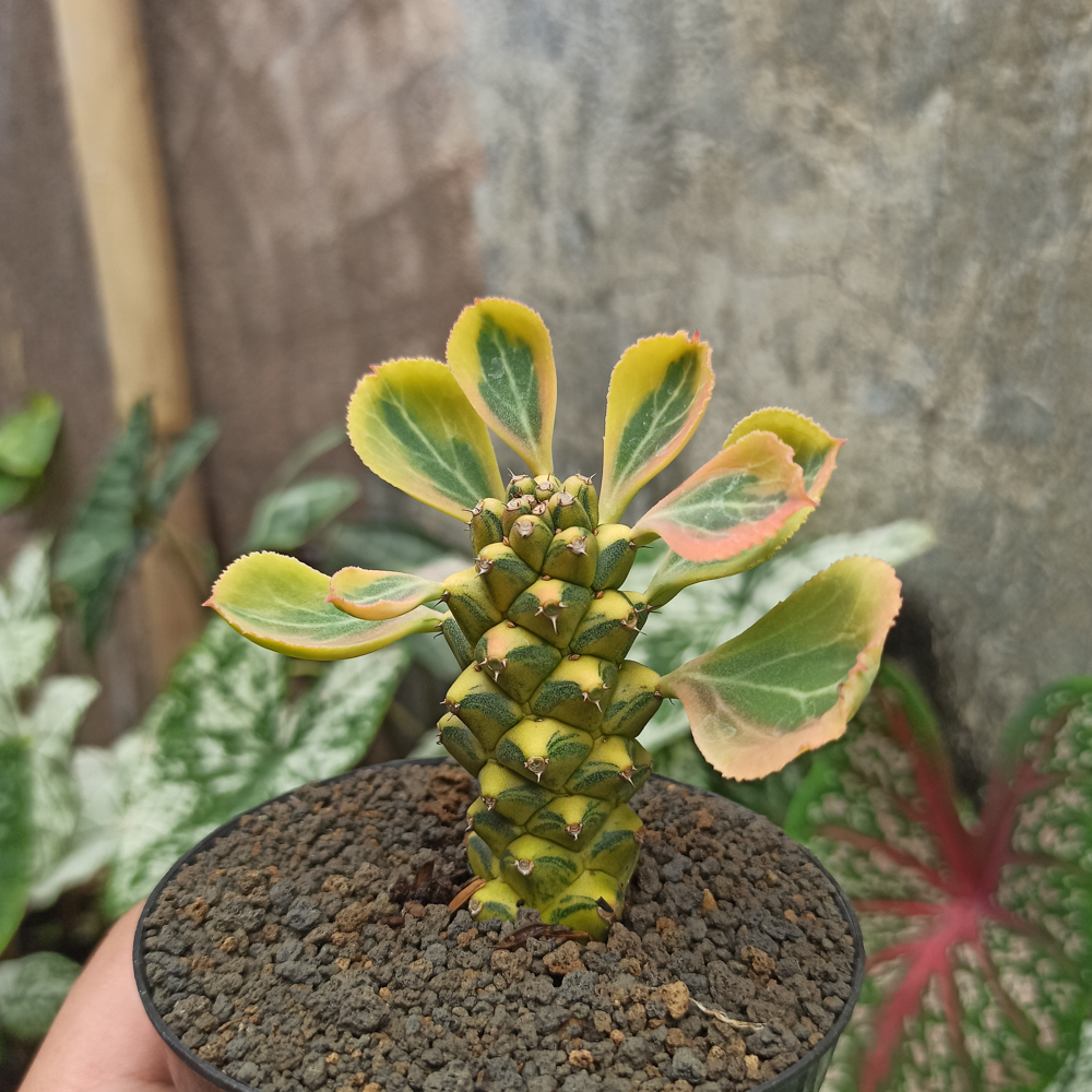 061. Monadenium Ritchiei Variegated - Image 17