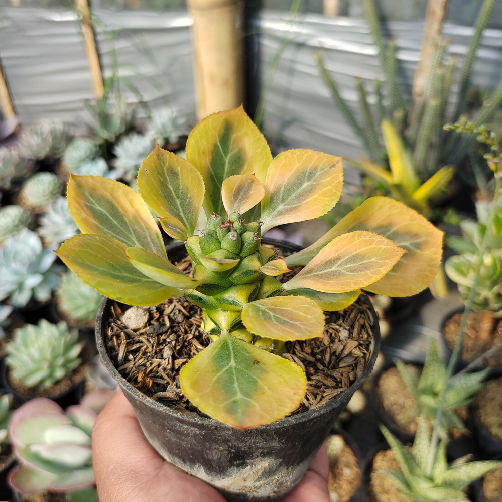 061. Monadenium Ritchiei Variegated - Image 21