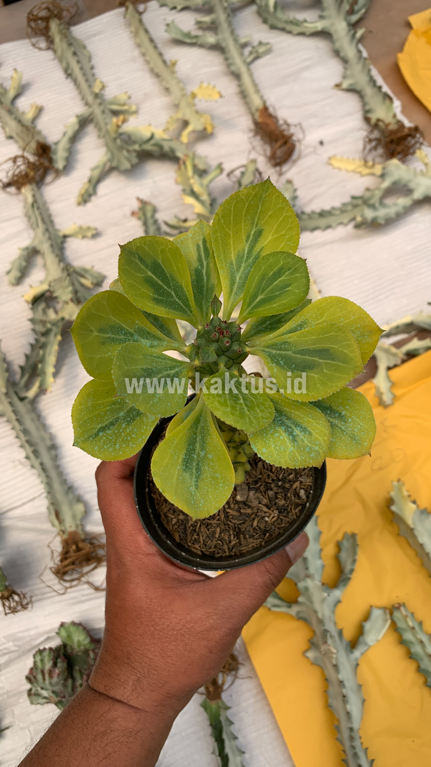061. Monadenium Ritchiei Variegated - Image 28