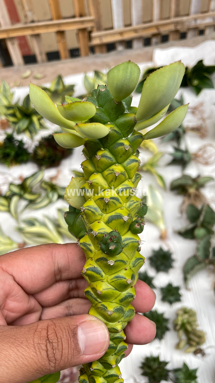 061. Monadenium Ritchiei Variegated - Image 26
