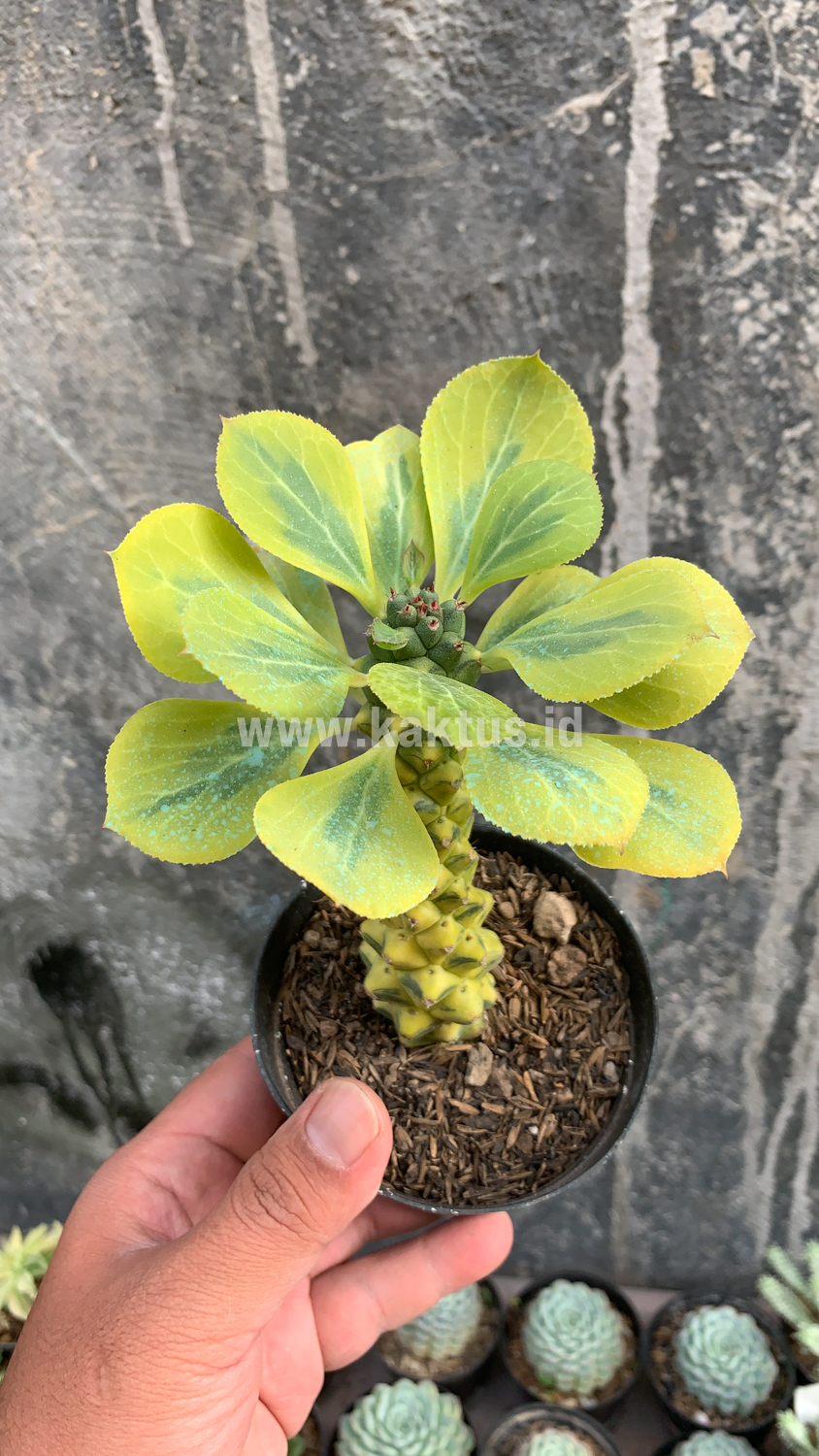 061. Monadenium Ritchiei Variegated - Image 6