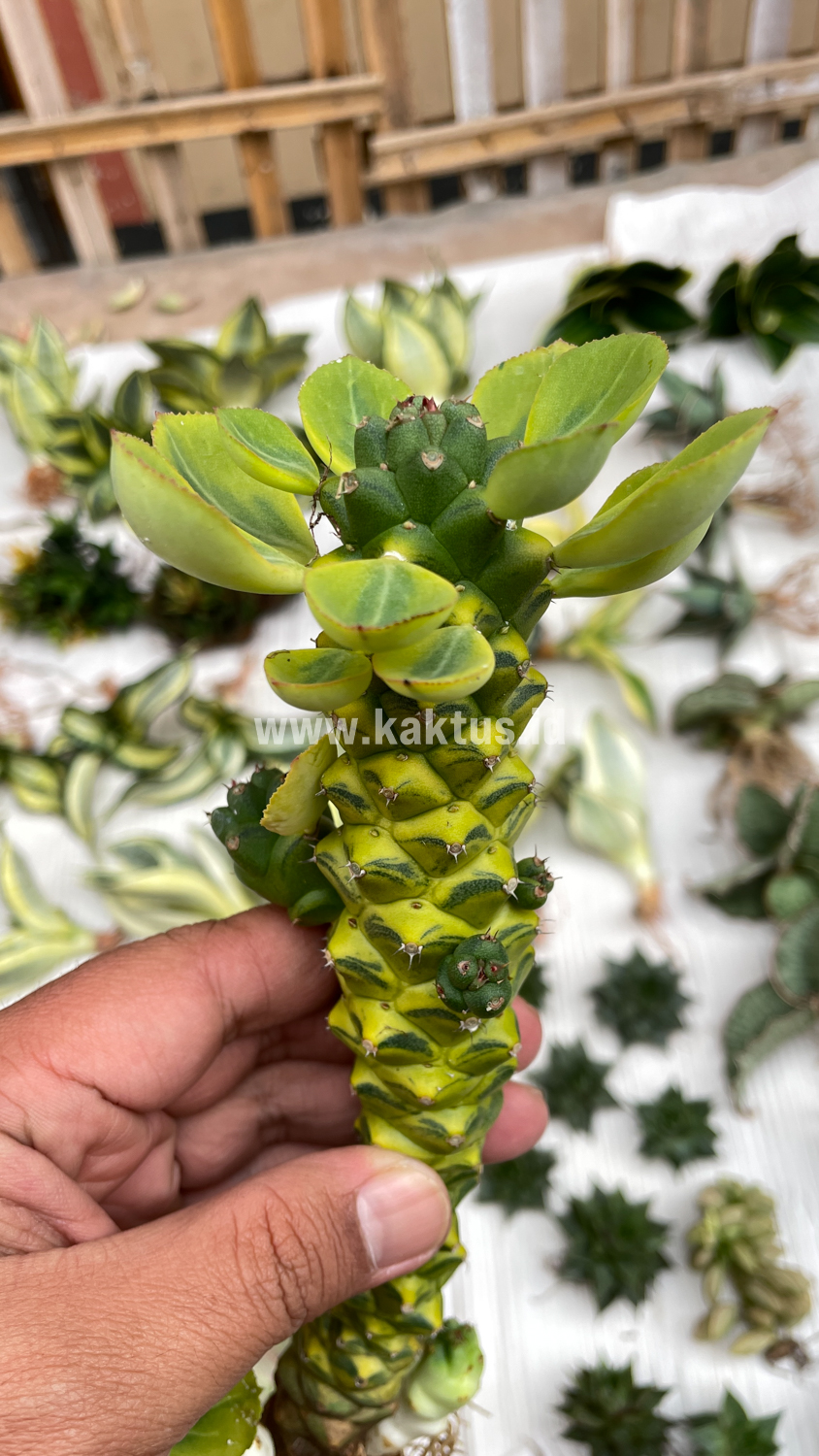 061. Monadenium Ritchiei Variegated - Image 25