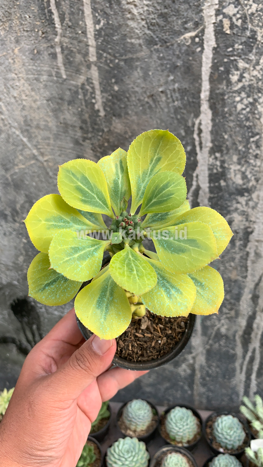 061. Monadenium Ritchiei Variegated - Image 5