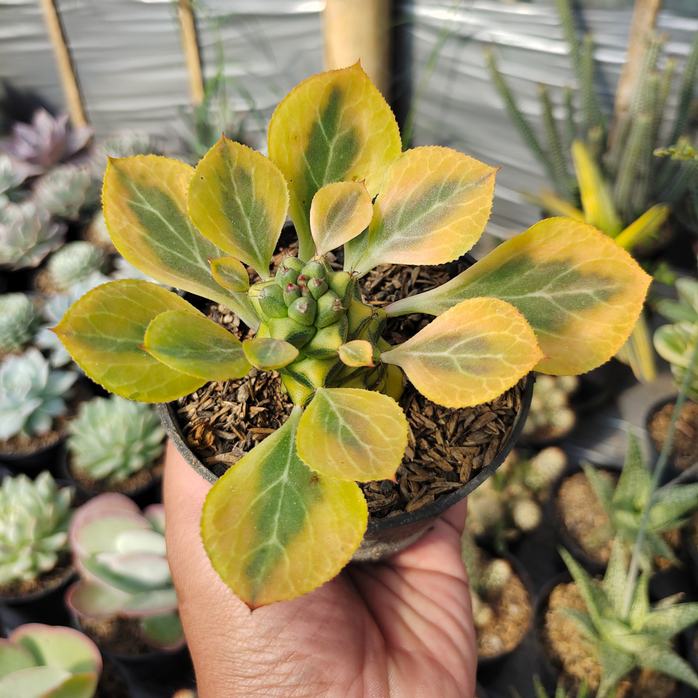 061. Monadenium Ritchiei Variegated - Image 20