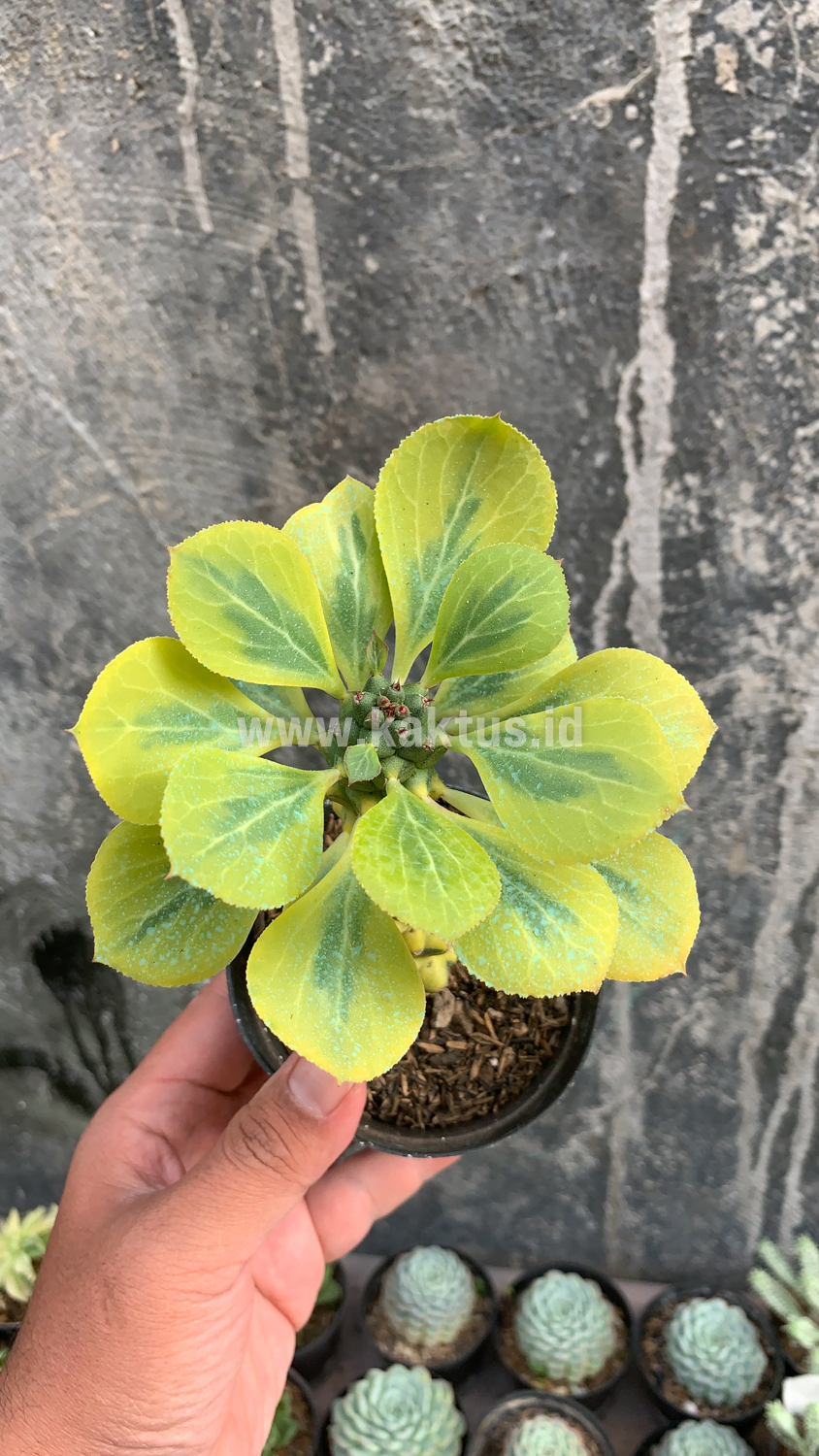 061. Monadenium Ritchiei Variegated - Image 4