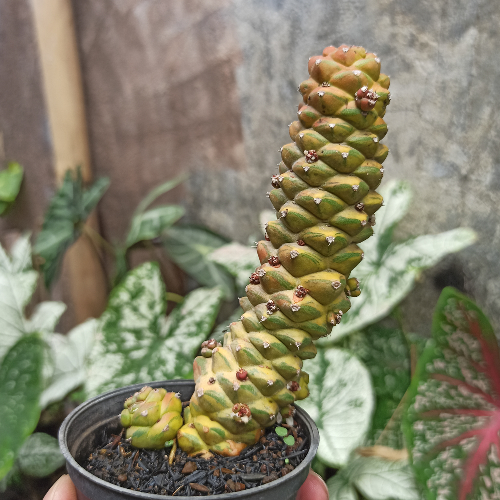 061. Monadenium Ritchiei Variegated - Image 16