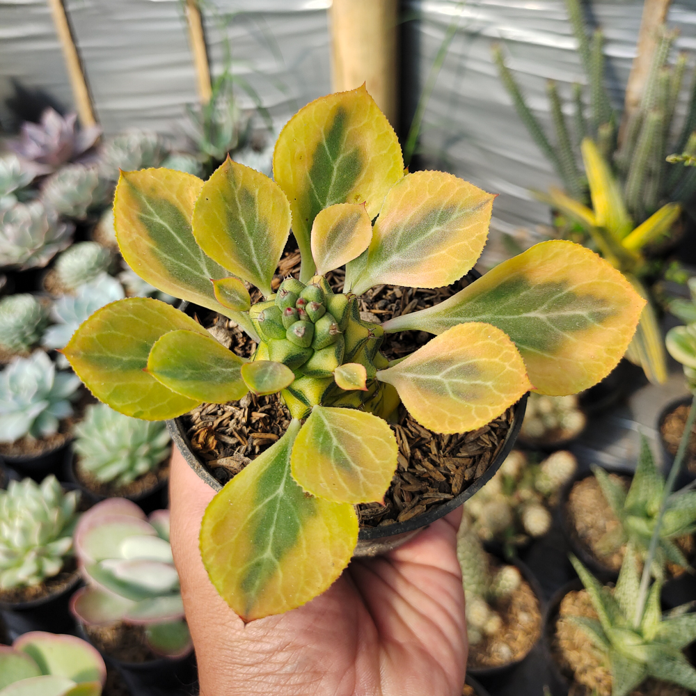 061. Monadenium Ritchiei Variegated - Image 19