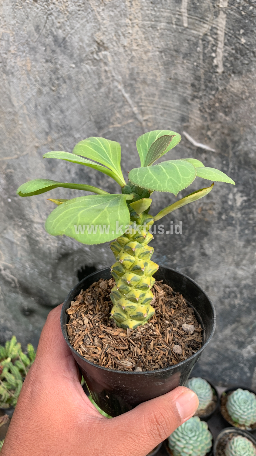 061. Monadenium Ritchiei Variegated - Image 3