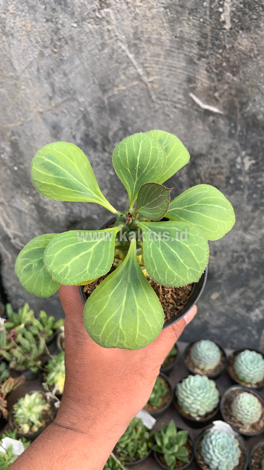 061. Monadenium Ritchiei Variegated - Image 2