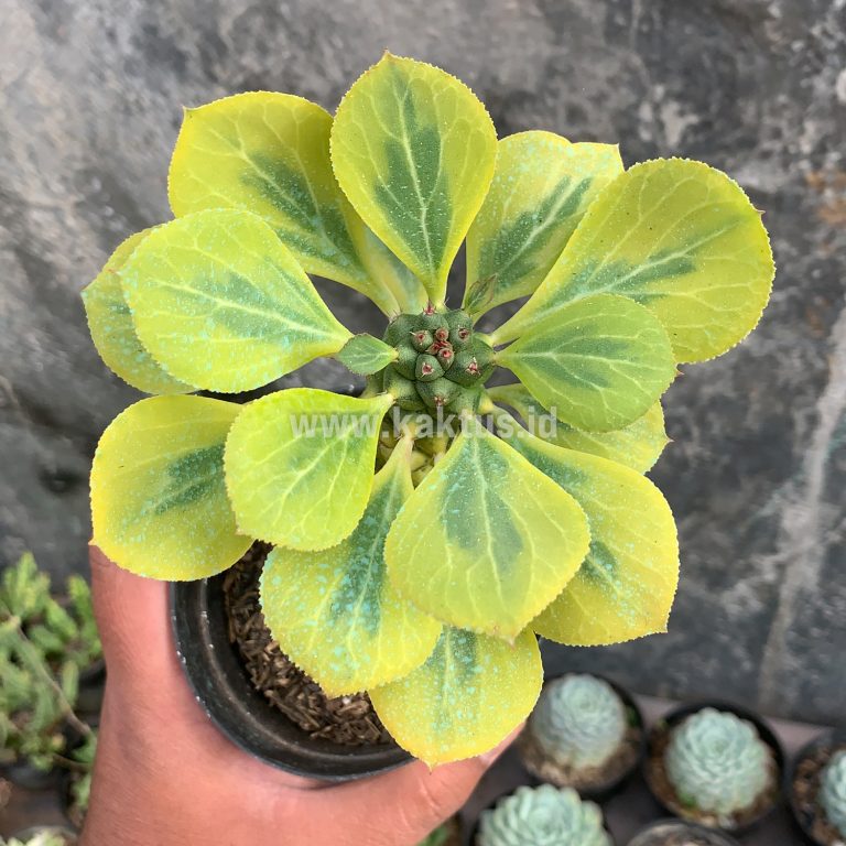 061. Monadenium Ritchiei Variegated