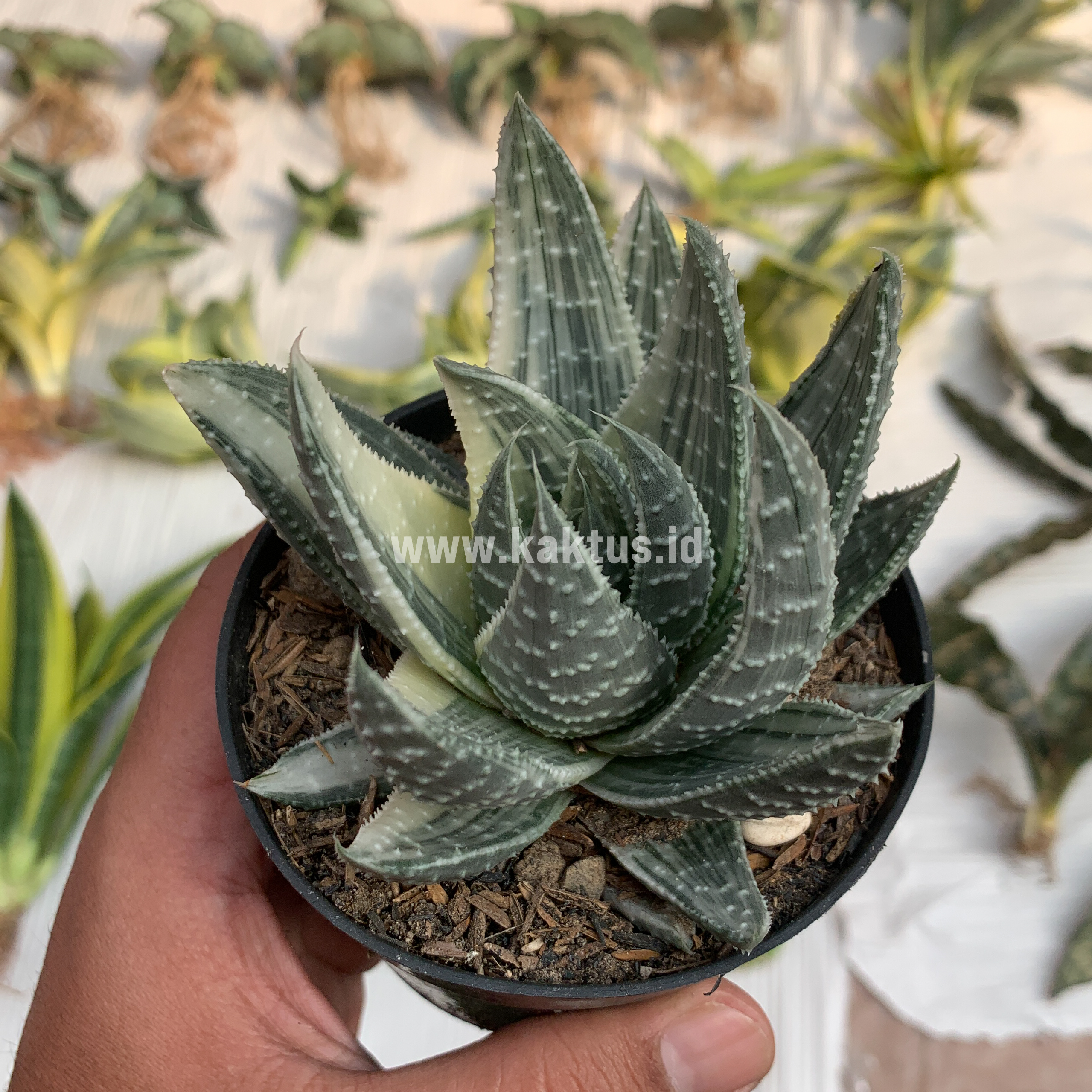 067. Gasteraloe Beguinii Silver Variegated - Image 3