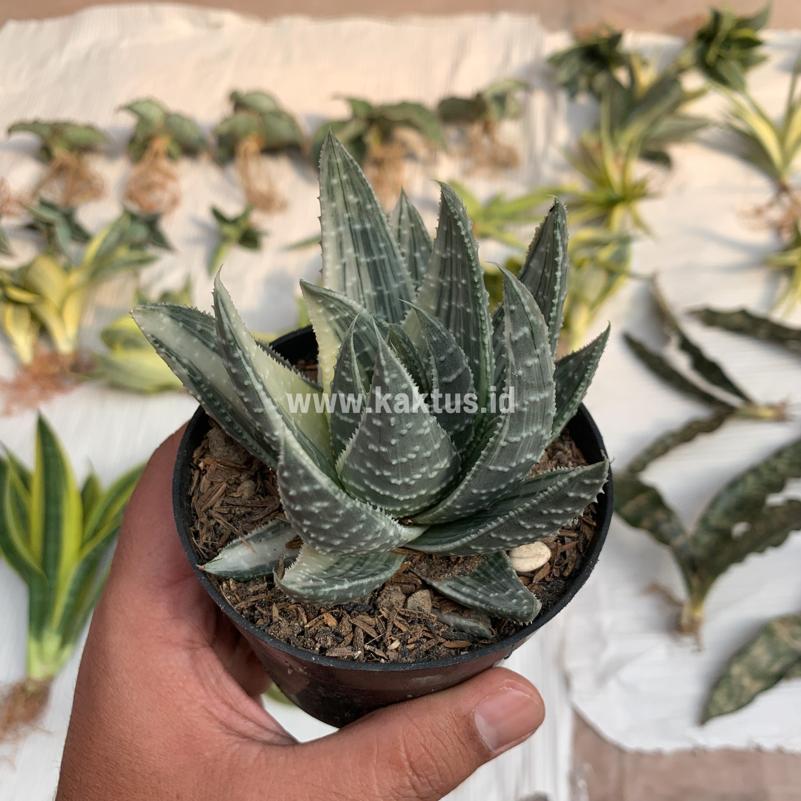 067. Gasteraloe Beguinii Silver Variegated - Image 4