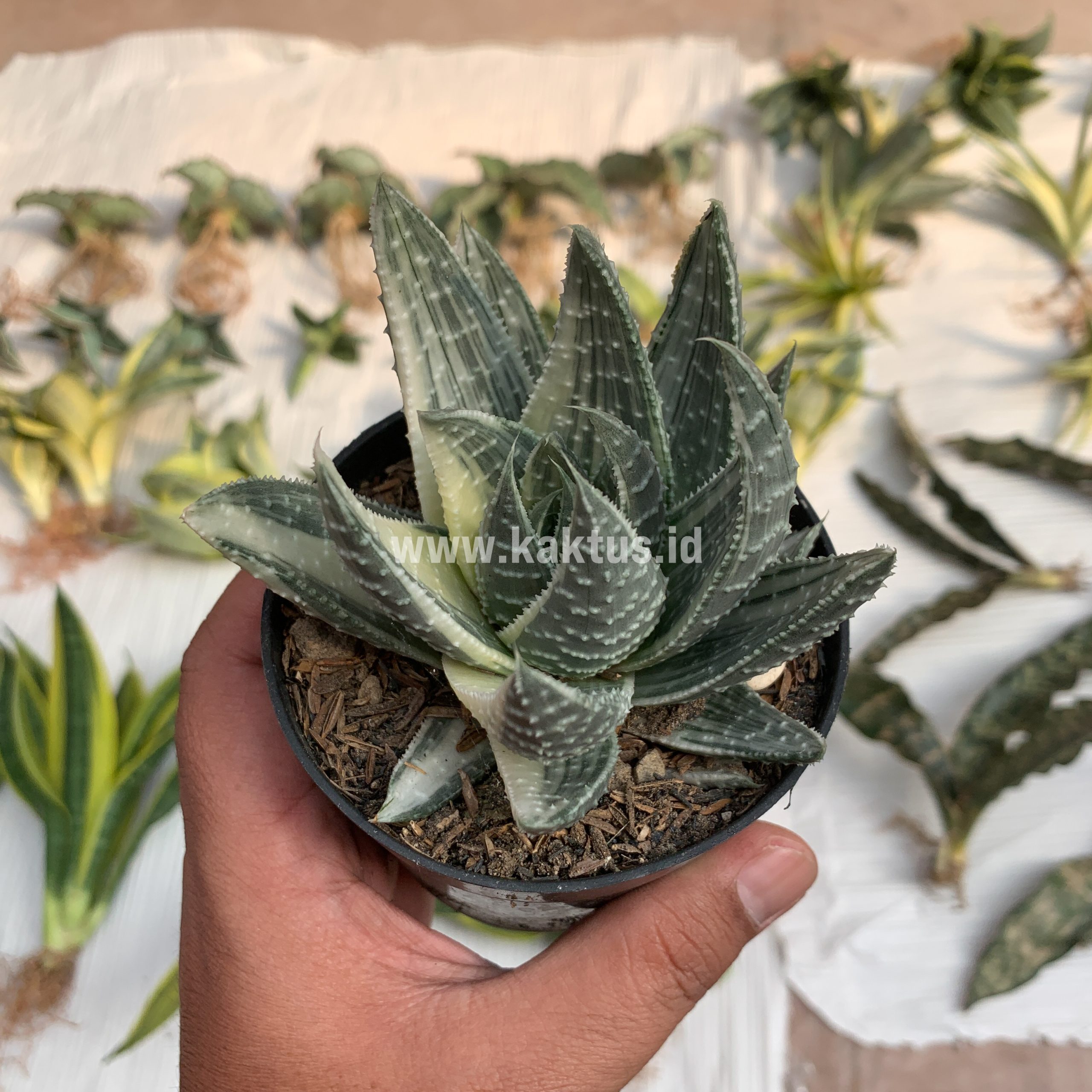067. Gasteraloe Beguinii Silver Variegated - Image 5
