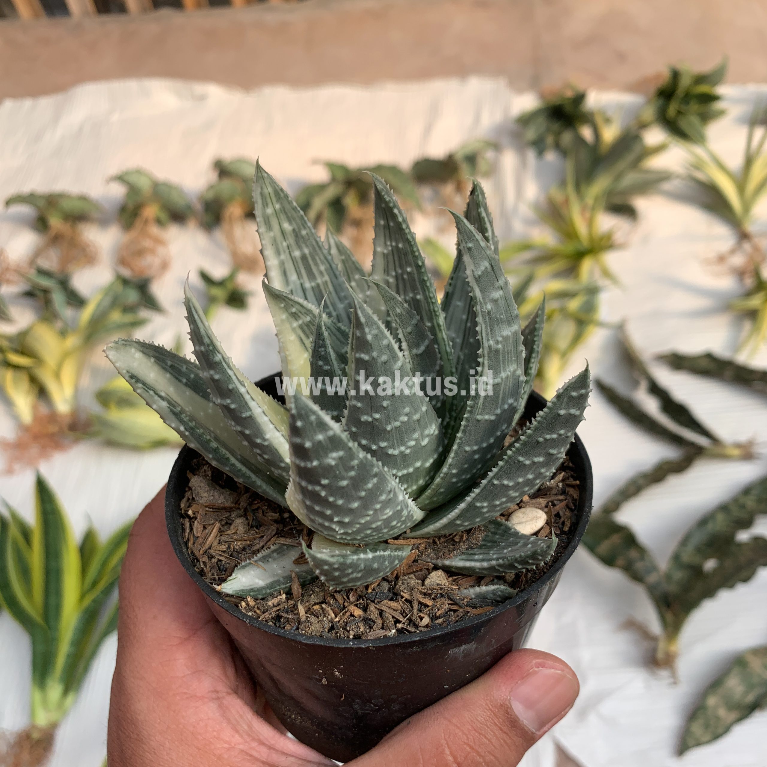 067. Gasteraloe Beguinii Silver Variegated - Image 6