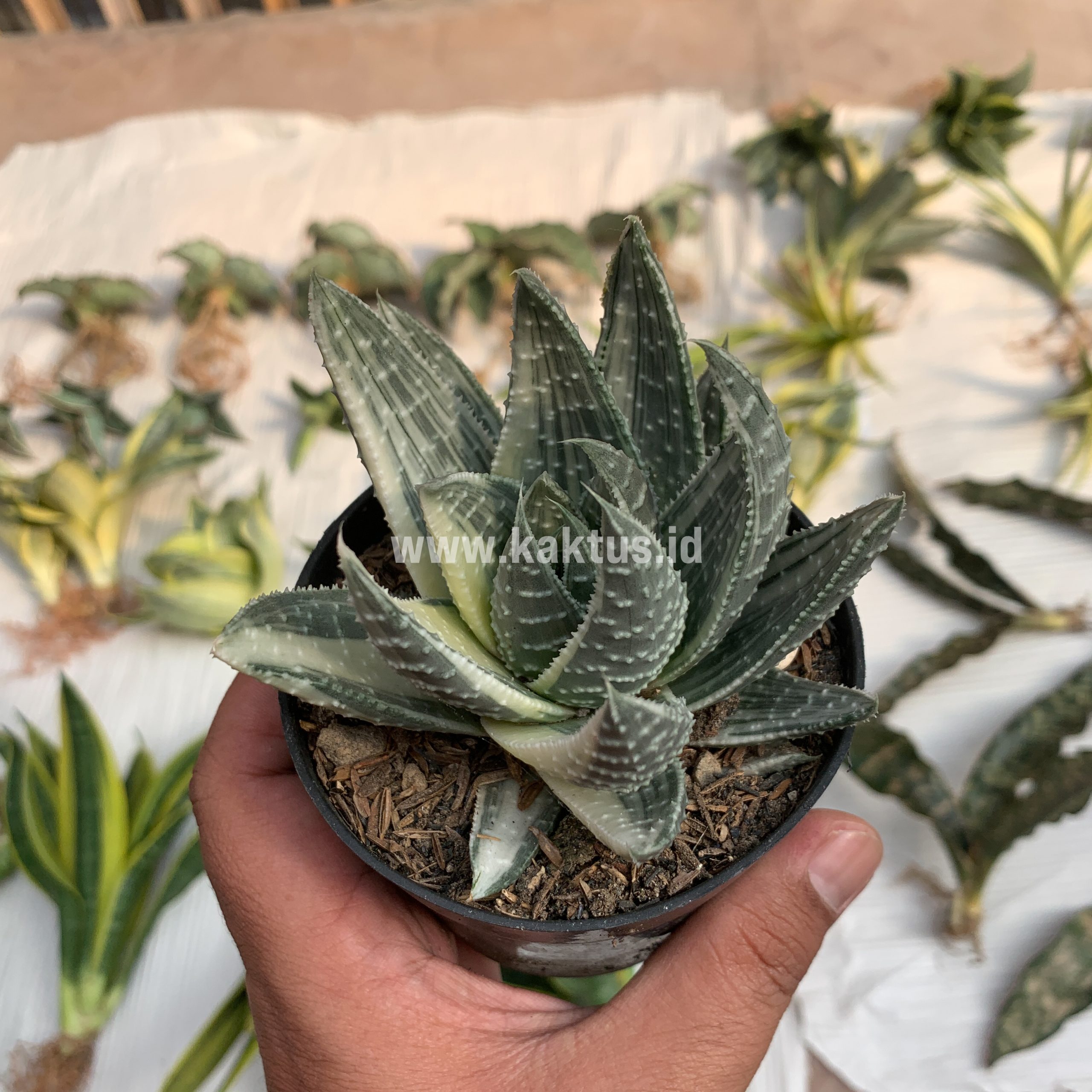 067. Gasteraloe Beguinii Silver Variegated - Image 7