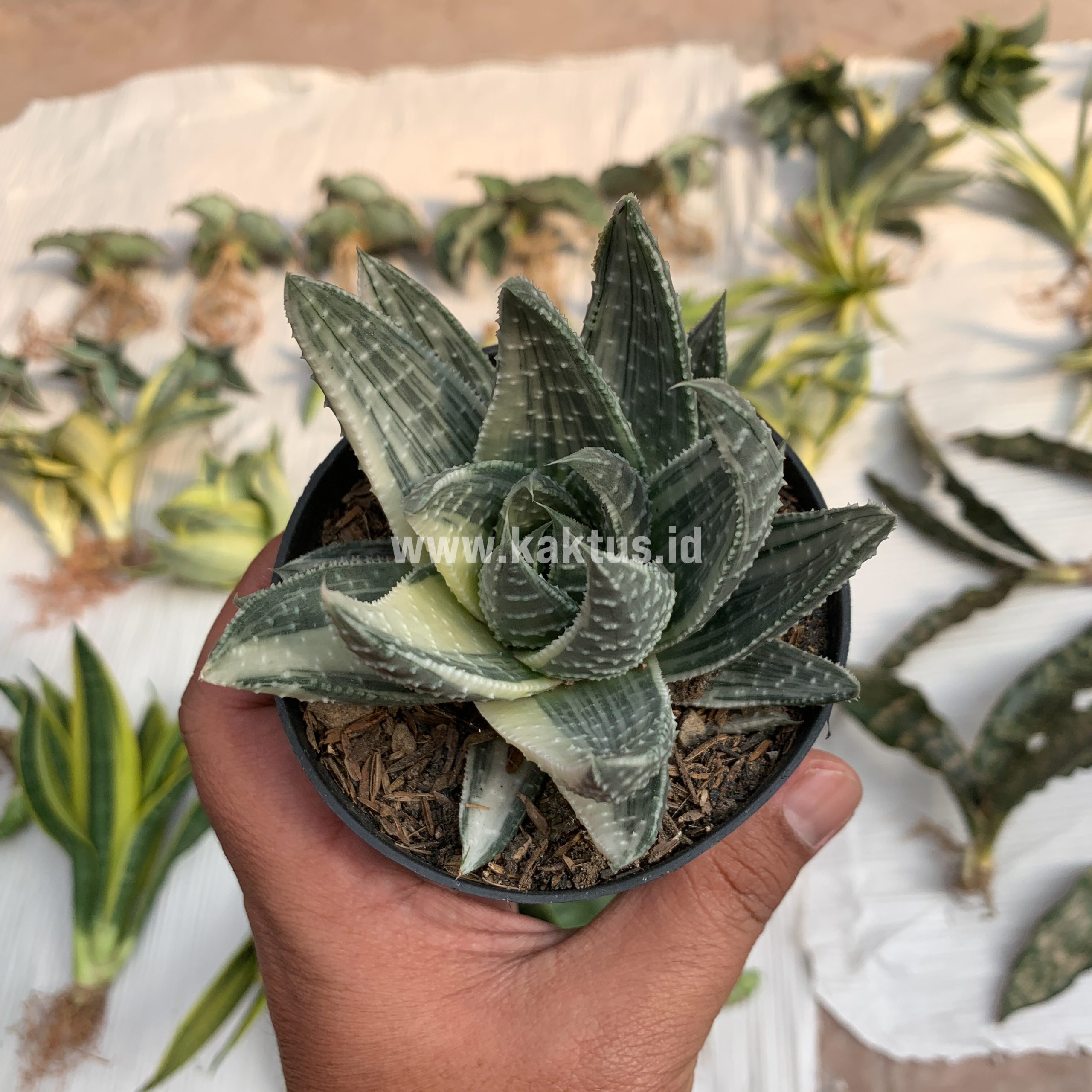 067. Gasteraloe Beguinii Silver Variegated - Image 8