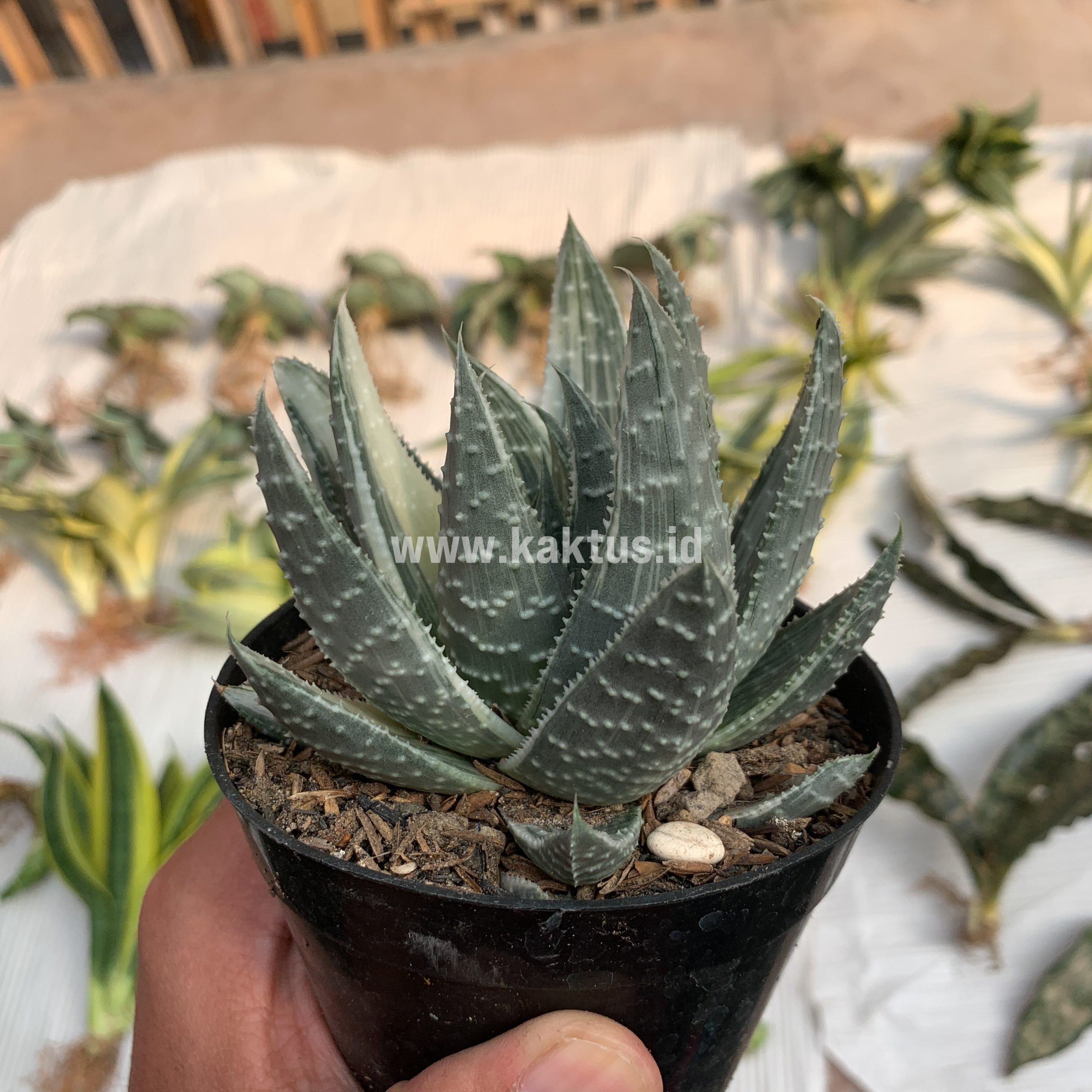067. Gasteraloe Beguinii Silver Variegated - Image 2