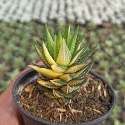 Alternative view of 068. Haworthia Reinwardtii Variegated – Zebra Wart
