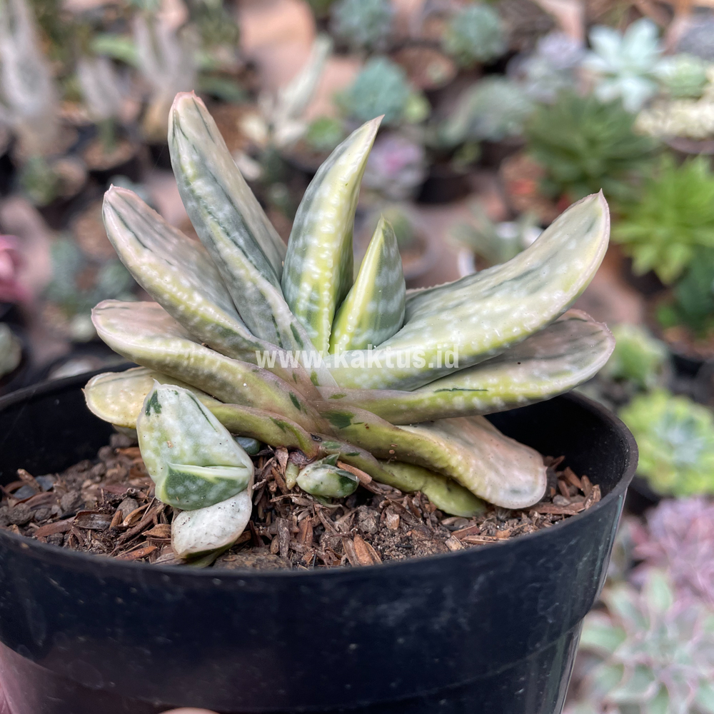 071. Gasteria Brachyphylla Variegated - Image 18