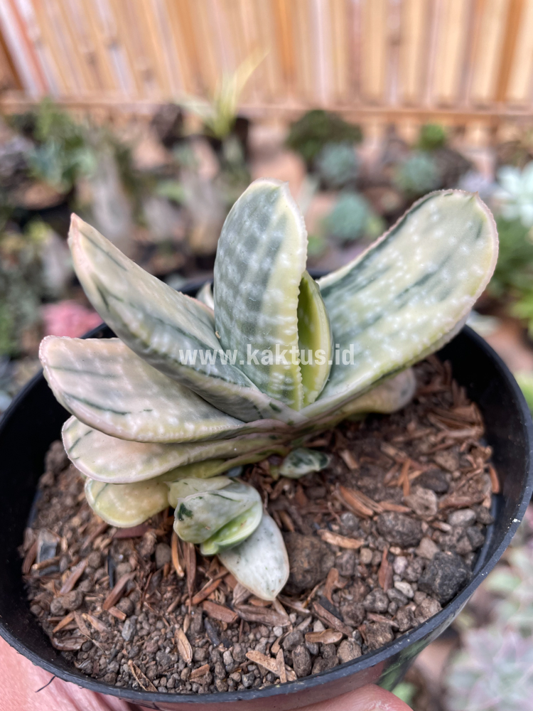 071. Gasteria Brachyphylla Variegated - Image 9