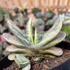 Alternative view of 071. Gasteria Brachyphylla Variegated