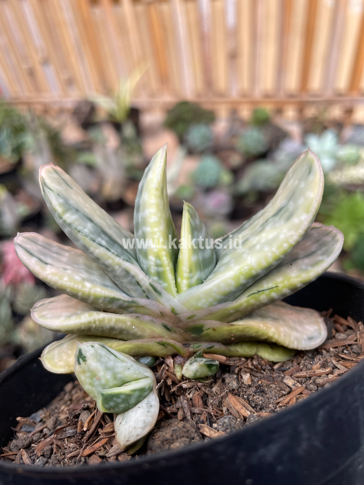 071. Gasteria Brachyphylla Variegated - Image 2