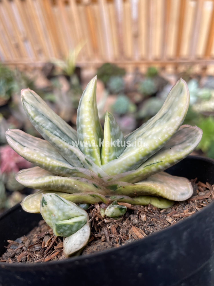 071. Gasteria Brachyphylla Variegated - Image 4