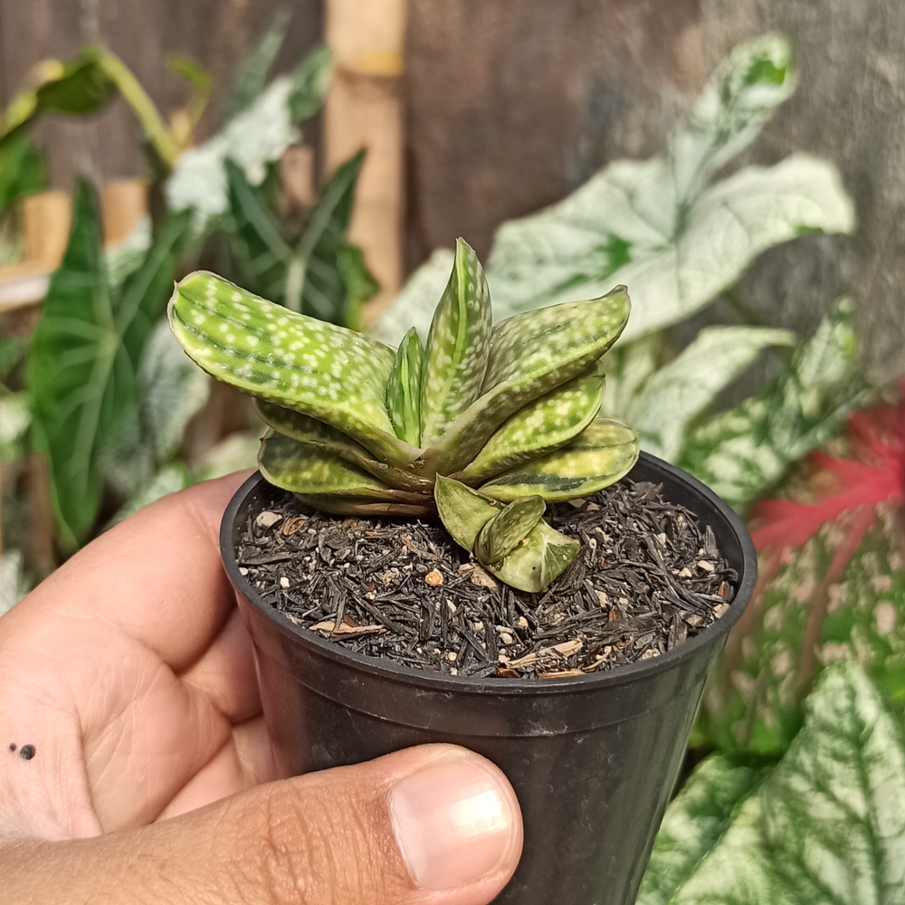 071. Gasteria Brachyphylla Variegated - Image 3