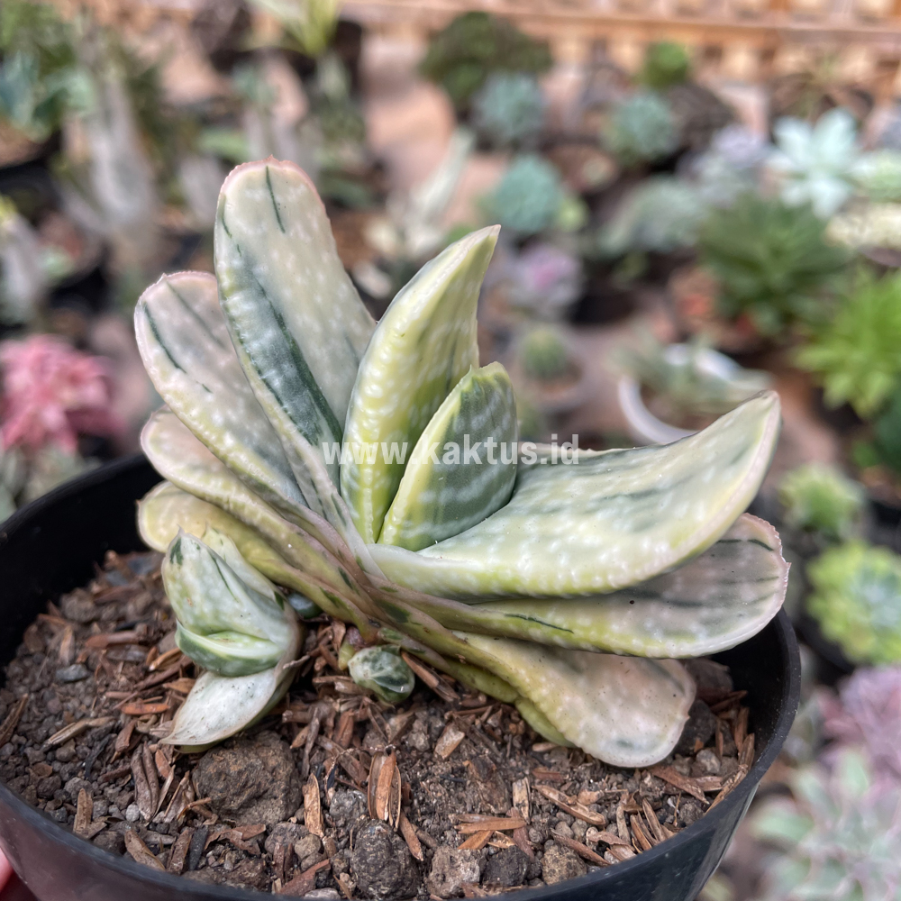 071. Gasteria Brachyphylla Variegated - Image 17