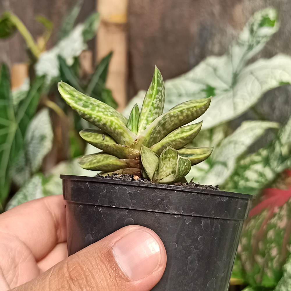 071. Gasteria Brachyphylla Variegated - Image 6