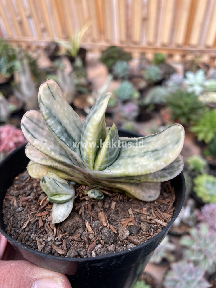071. Gasteria Brachyphylla Variegated - Image 16