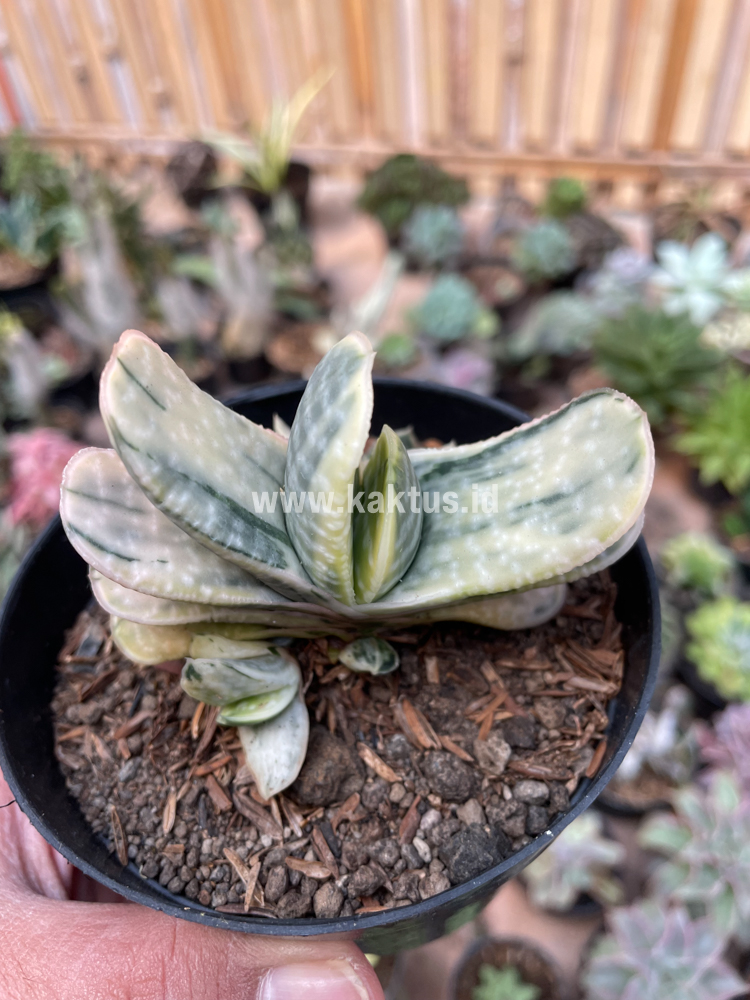 071. Gasteria Brachyphylla Variegated - Image 15