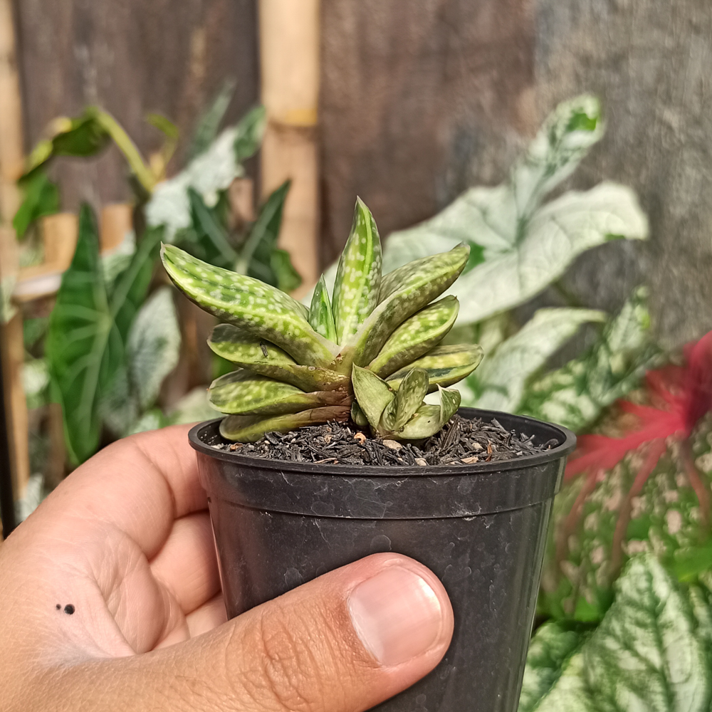 071. Gasteria Brachyphylla Variegated - Image 7