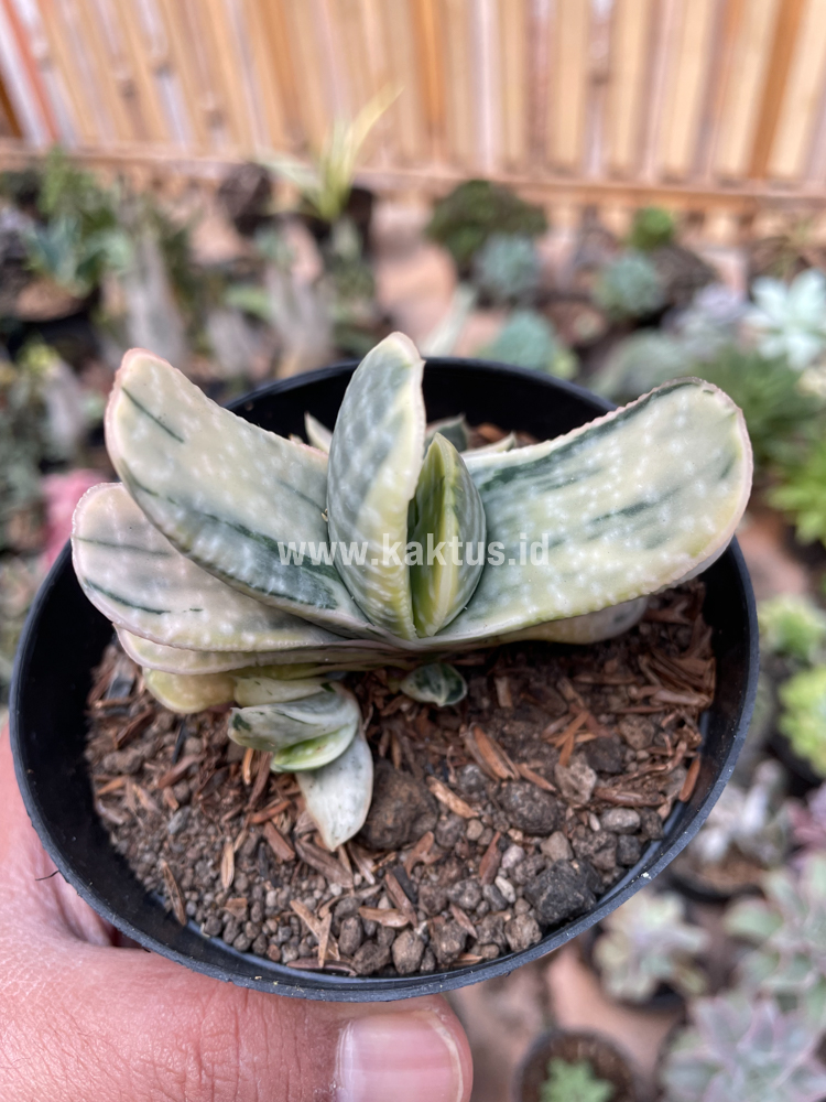 071. Gasteria Brachyphylla Variegated - Image 14