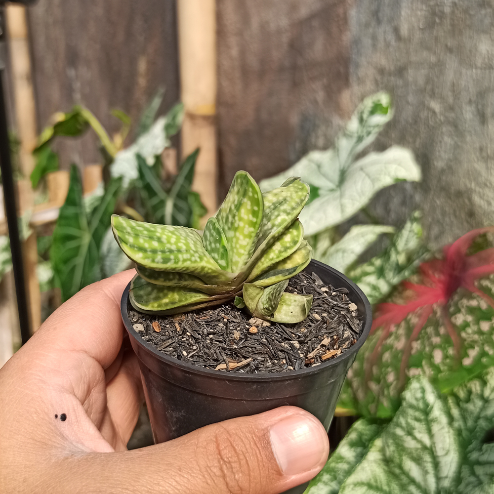 071. Gasteria Brachyphylla Variegated - Image 8