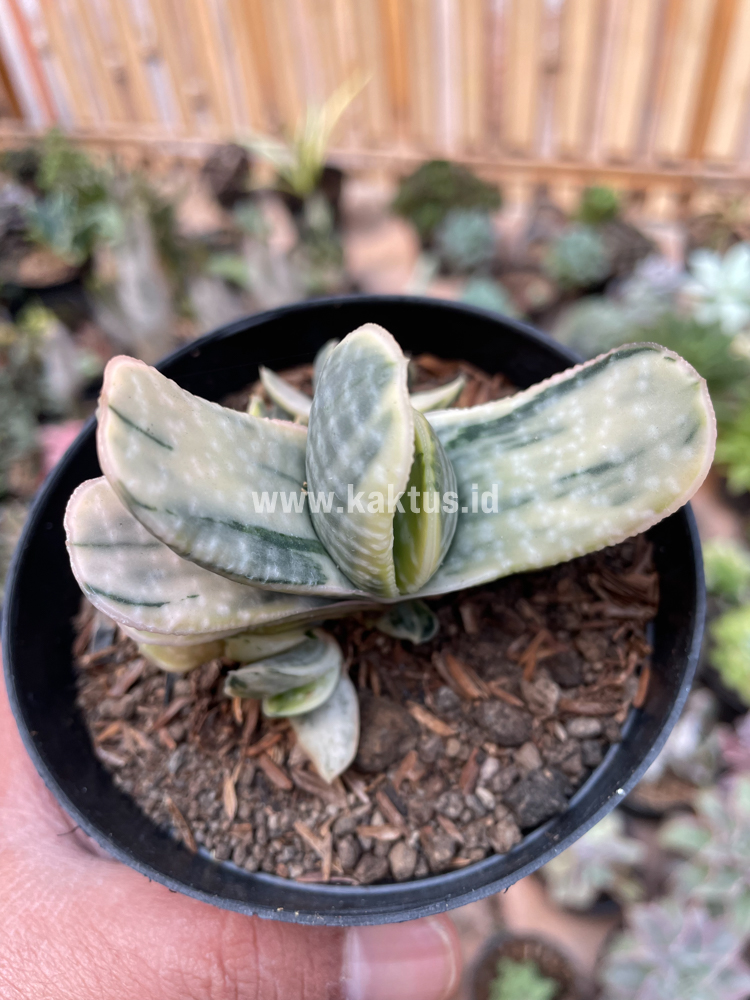 071. Gasteria Brachyphylla Variegated - Image 13