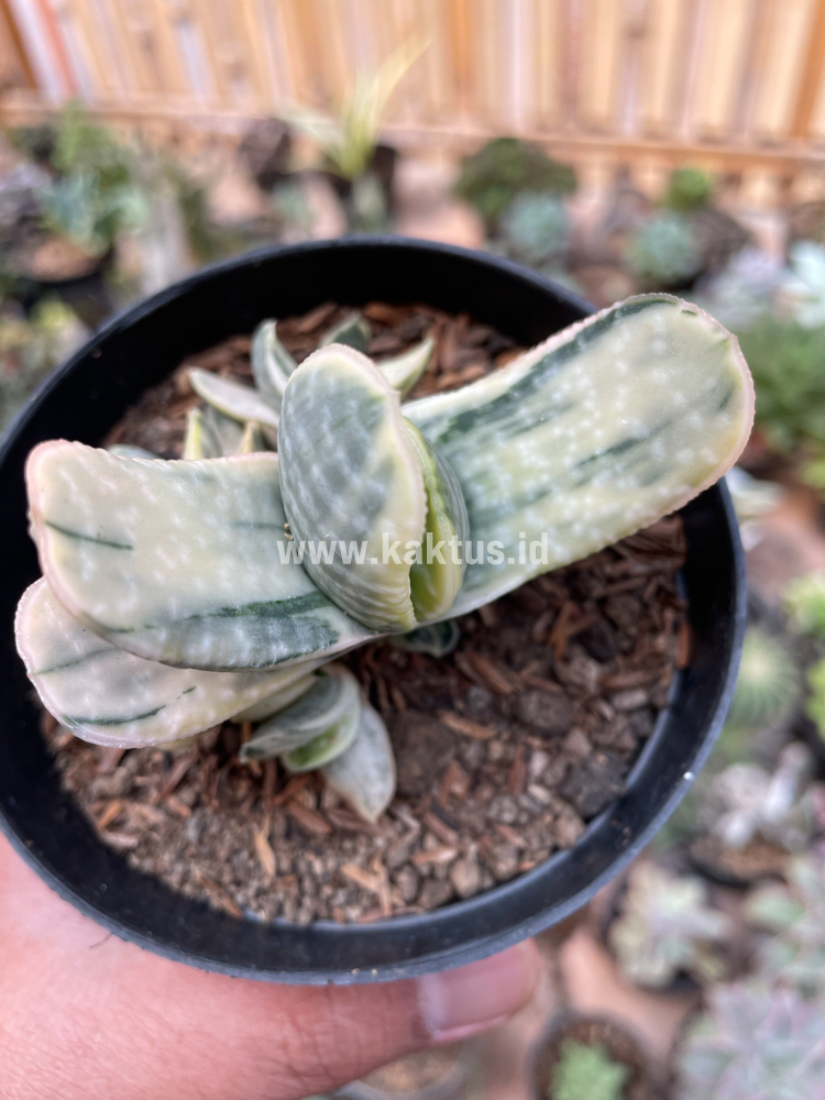 071. Gasteria Brachyphylla Variegated - Image 12