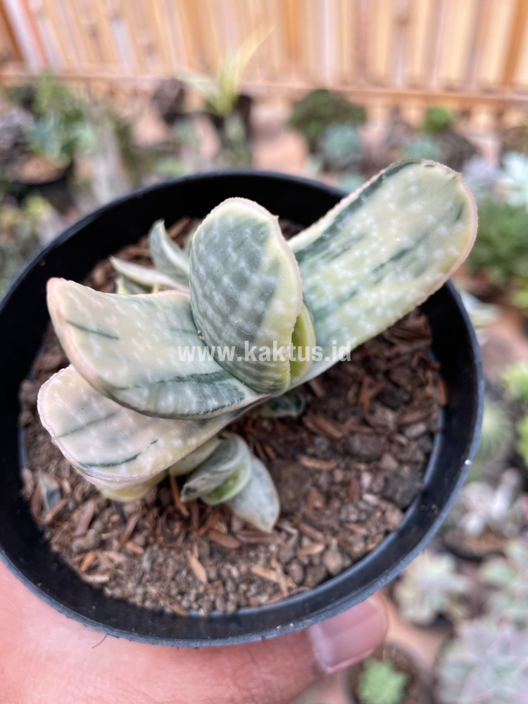 071. Gasteria Brachyphylla Variegated - Image 11