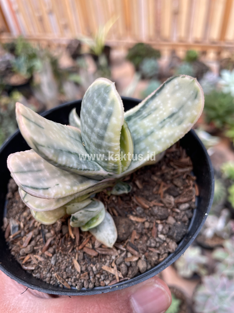 071. Gasteria Brachyphylla Variegated - Image 10