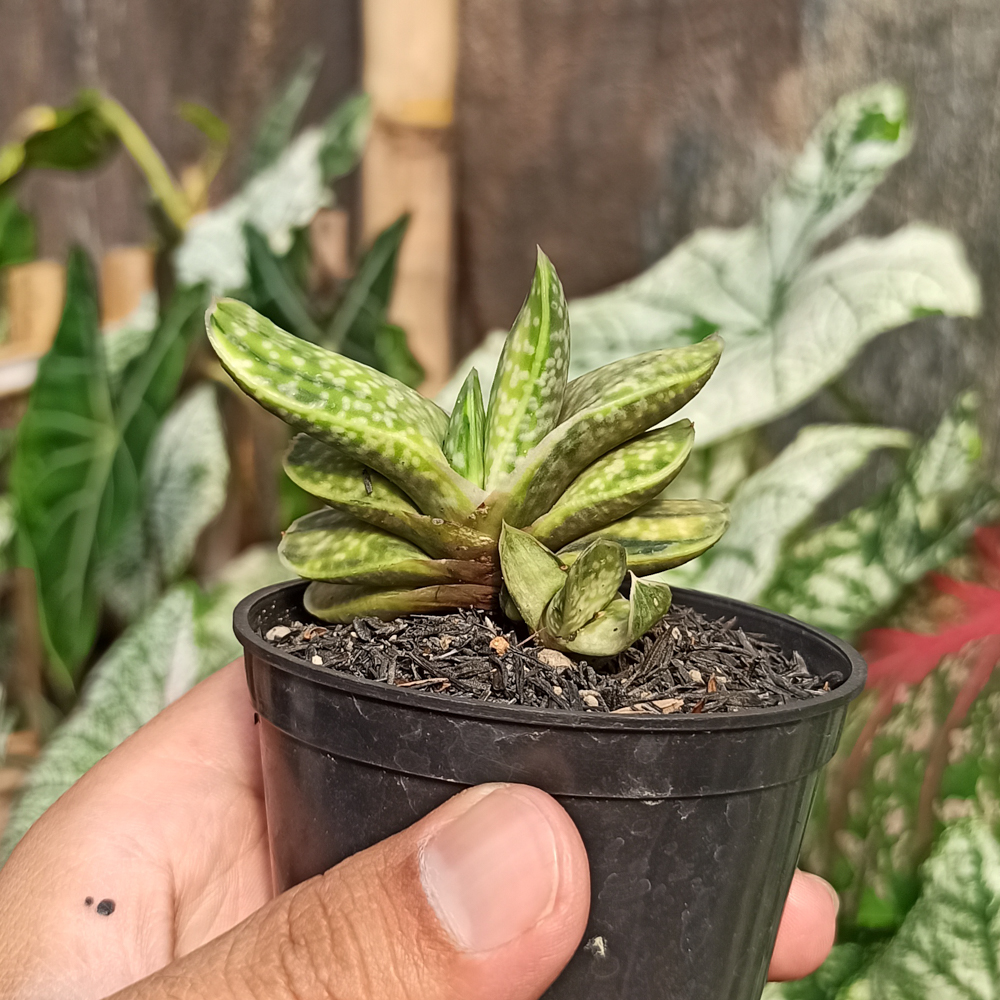 071. Gasteria Brachyphylla Variegated - Image 5