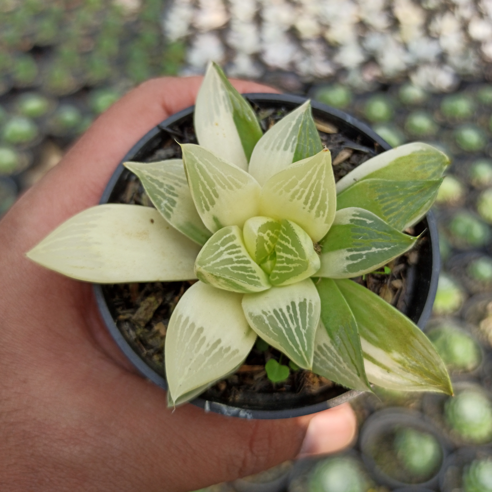 075. Haworthia Retusa Variegated - Image 7