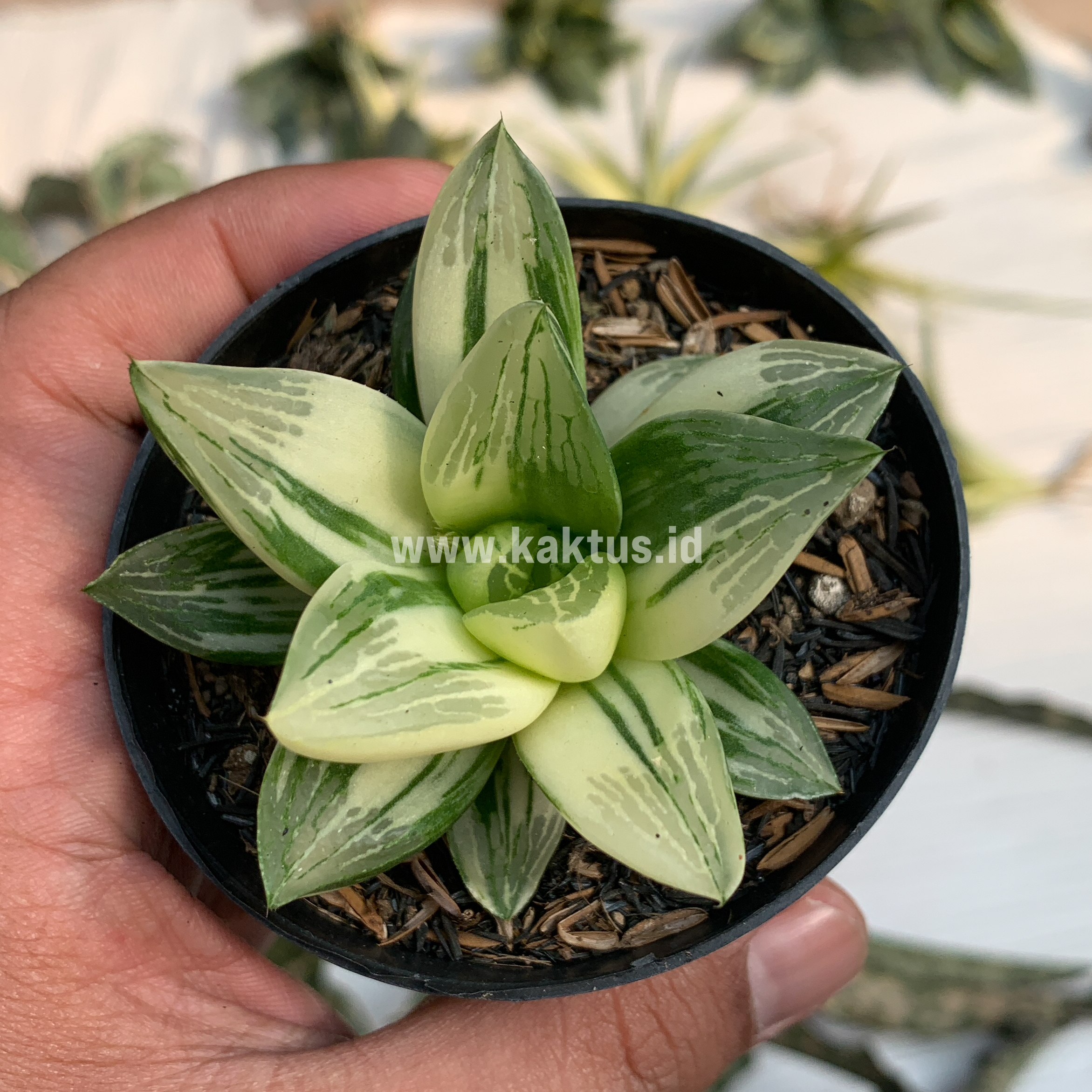 075. Haworthia Retusa Variegated - Image 9